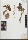 Foto von Salix appendiculata Vill.